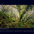 „08 August“ oben links. Ein verwunschener Wald mit bemoosten Bäumen und Felsen. Unten ein Kalender für August.