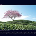 Oben steht "03 März". Darunter Text über Chinas Fujian-Provinz. Ein blühender Baum auf einem grünen Hügel unter blauem Himmel.