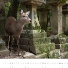 Japanische Schriftzeichen auf Steinlaternen, Titel "09". Ein Reh steht zwischen den moosbewachsenen Laternen.