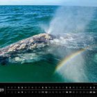 Text: Mexiko 09. Datum: 1 bis 30. Grauwal taucht, Wasser sprüht, kleiner Regenbogen sichtbar.