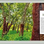 Text: „Kork-Tradition. Sardinien ist einer der weltweit bedeutendsten Produzenten von hochwertigem Naturkork. Vor allem im Norden, in der hügeligen Gallura, prägen riesige Korkeichenwälder das Landschaftsbild. Die Gewinnung ist ein geduldiges Handwerk: Erst wenn eine Eiche etwa 25 Jahre alt ist, darf sie zum ersten Mal geschält werden. Danach dauert es rund ein Jahrzehnt, bis die Rinde dick genug für eine neue Ernte ist. Die frisch geschälten, ockerfarbenen Stämme sind ein charakteristischer Anblick der Insel. Während der Großteil der Ernte für hochwertige Weinkorken verwendet wird, hat sich in Orten wie Calangianus eine kreative Kunstform entwickelt. Hier entstehen aus dem »sanften Gold« Sardiniens auch Textilien, Isolierstoffe und Kunsthandwerk.“

Das Bild zeigt Korkbäume mit dicken, geschälten Stämmen in einem grünen Wald.