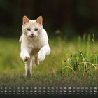 Kalender im September, eine weiße Katze springt über grünes Gras. Sie wirkt energisch und aufmerksam.