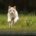 Kalender: Tage 1-30, Mo-So, Zahl 9. Eine weiße Katze rennt über eine grüne Wiese.