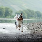 Unterer Bereich; Zahlen und Wochentage. Hund rennt durch flaches Wasser, Hintergrund grüne Bäume und Fluss.