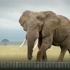 Ein Kalender zeigt den Monat mit Zahlen. Im Vordergrund steht ein großer Elefant auf einer weiten, grasbewachsenen Ebene.