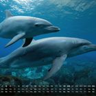 Kalenderdaten für September. Zwei Delfine schwimmen unter Wasser, umgeben von blauem Meer und Felsen.