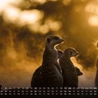 Kalender für September, zeigt aufrecht stehende Erdmännchen im Gegenlicht eines goldenen Sonnenuntergangs.