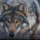 Kalenderdatum unten, Monat neun. Ein Wolf schaut mit intensiven gelben Augen direkt nach vorne.