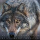 Kalender mit September-Daten und Wochentagen. Nahaufnahme eines Wolfs mit intensivem Blick.