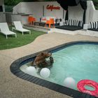 Text: "California" an der Wand. Ein Bär im Pool, umgeben von weißen Bällen und einem Donut-Schwimmring. Moderne Terrasse.