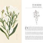 "TUBEROSE Polianthes tuberosa". Illustration von weißen Blüten mit grünen Blättern, daneben ein erläuternder Text.