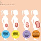 Beschreibung des Ablaufs der Schwangerschaft in sechs Phasen, mit erklärenden Texten zu Größe und Entwicklung des Babys.