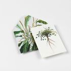 Eine Karte mit einer botanischen Illustration von Pflanze und Wurzeln neben einem Blatt mit Pflanzenmuster.