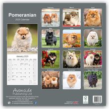 Robin Red: Pomeranians - Zwergspitz - Pomeranian Zwergspitz 2025 - 16-Monatskalender, Kalender