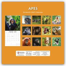 "APES, 16-Month 2027 Calendar" steht oben. Darunter zwölf Affenfotos in einem orangefarbenen Layout mit Kalenderblatt.