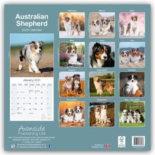 Avonside Publishing Ltd: Australian Shepherd - Australische Schäferhunde 2025 - 16-Monatskalender, Kalender