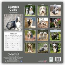 Avonside Publishing Ltd.: Bearded Collie 2025 - 16-Monatskalender, Kalender