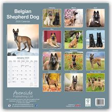 Avonside Publishing: Belgian Shepherd Dog - Belgischer Schäferhund 2025 - 16-Monatskalender, Kalender