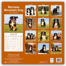 Avonside Publishing Ltd.: Bernese Mountain Dog - Berner Sennenhund 2025 - 16-Monatskalender, Kalender