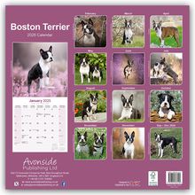 Avonside Publishing Ltd: Boston Terrier 2025 - 16-Monatskalender, Kalender