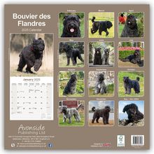 Avonside Publishing Ltd: Avonside Publishing Ltd: Bouvier des Flandres 2025 - 16-Mona, Kalender