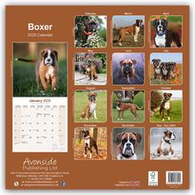 Avonside Publishing Ltd: Boxer 2025 - 16-Monatskalender, Kalender