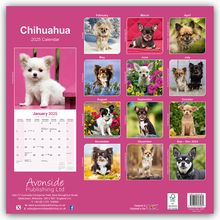 Avonside Publishing Ltd: Chihuahua 2025 - 16-Monatskalender, Kalender