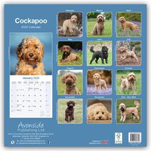 Avonside Publishing Ltd: Avonside Publishing Ltd: Cockapoo - Cockapoos 2025 - 16-Mona, Kalender