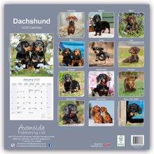 Avonside Publishing Ltd: Dachshund - Dackel 2025 - 16-Monatskalender, Kalender
