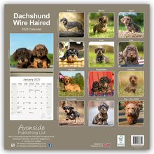 Avonside Publishing Ltd: Wirehaired Dachshund - Rauhhaardackel 2025 - 16-Monatskalender, Kalender