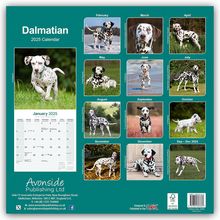 Avonside Publishing Ltd.: Dalmatian - Dalmatiner 2025 - 16-Monatskalender, Kalender