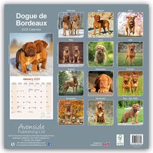Avonside Publishing Ltd.: Dogue de Bordeaux - Bordeauxdoggen 2025 - 16-Monatskalender, Kalender