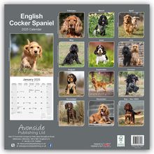 Avonside Publishing Ltd: English Cocker Spaniel - Englische Cockerspaniels 2025 - 16-Monatskalender, Kalender