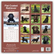 Avonside Publishing Ltd.: Flat-Coated Retriever 2025 - 16-Monatskalender, Kalender