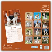 Avonside Publishing Ltd: Fox Terrier Wirehaired - Drahthaar Foxterrier 2025 - 16-Monatskalender, Kalender