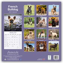 Avonside Publishing Ltd: French Bulldog - Französische Bulldoggen 2025 - 16-Monatskalender, Kalender