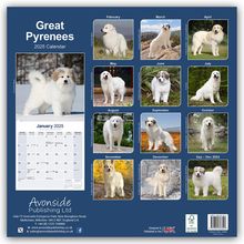 Avonside Publishing Ltd: Great Pyrenees - Pyrenäenhunde 2025 - 16-Monatskalender, Kalender