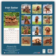 Avonside Publishing Ltd: Irish Setter - Irish Setter 2025 - 16-Monatskalender, Kalender