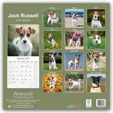 Avonside Publishing Ltd: Jack Russell Terrier 2025 - 16-Monatskalender, Kalender