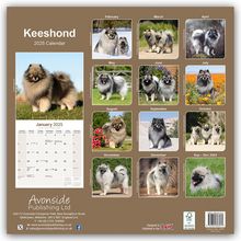 Avonside Publishing Ltd: Keeshond - Wolfsspitz 2025 - 16-Monatskalender, Kalender