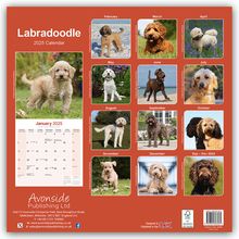 Avonside Publishing Ltd: Labradoodle 2025 - 16-Monatskalender, Kalender