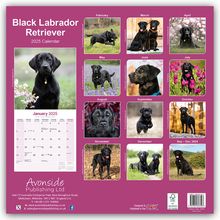Avonside Publishing Ltd: Black Labrador Retriever - Schwarzer Labrador 2025 - 16-Monatskalender, Kalender