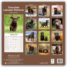 Avonsisde Publishing Ltd: Chocolate Labrador Retriever - Brauner Labrador 2025 - 16-Monatskalender, Kalender