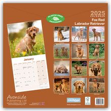 Avonside Publishing Ltd: Fox Red Labrador Retriever - Fuchsroter Labrador 2025 Retriever - 16-Monatskalender, Kalender