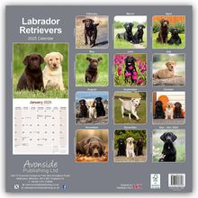 Avonside Publishing Ltd: Labrador Retriever 2025 - 16-Monatskalender, Kalender