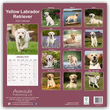 Avonside Publishing Ltd: Yellow Labrador Retriever - Gelber Labrador 2025 - 16-Monatskalender, Kalender