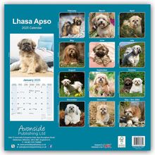 Avonside Publishing Ltd.: Lhasa Apso - Lhasaterrier 2025 - 16-Monatskalender, Kalender