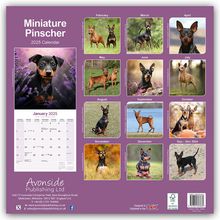 Avonside Publishing Ltd: Miniature Pinscher - Zwergpinscher 2025 - 16-Monatskalender, Kalender