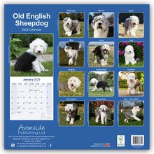 Avonside Publishing Ltd: Old English Sheepdog - Bobtails 2025 - 16-Monatskalender, Kalender