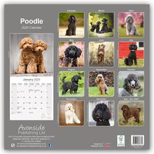 Avonside Publishing Ltd: Poodle - Pudel 2025- 16-Monatskalender, Kalender